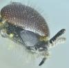 Dilophus sp.
